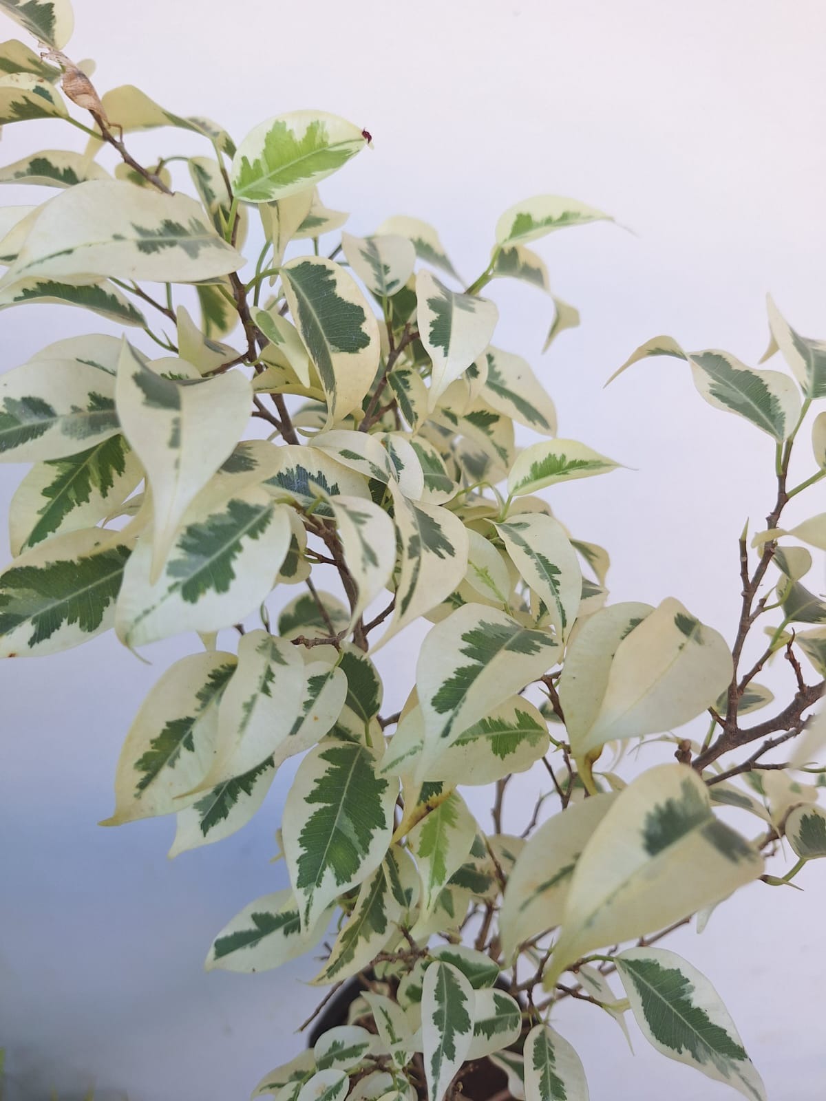 Starlight Ficus (Ficus Benjamina 'Starlight')