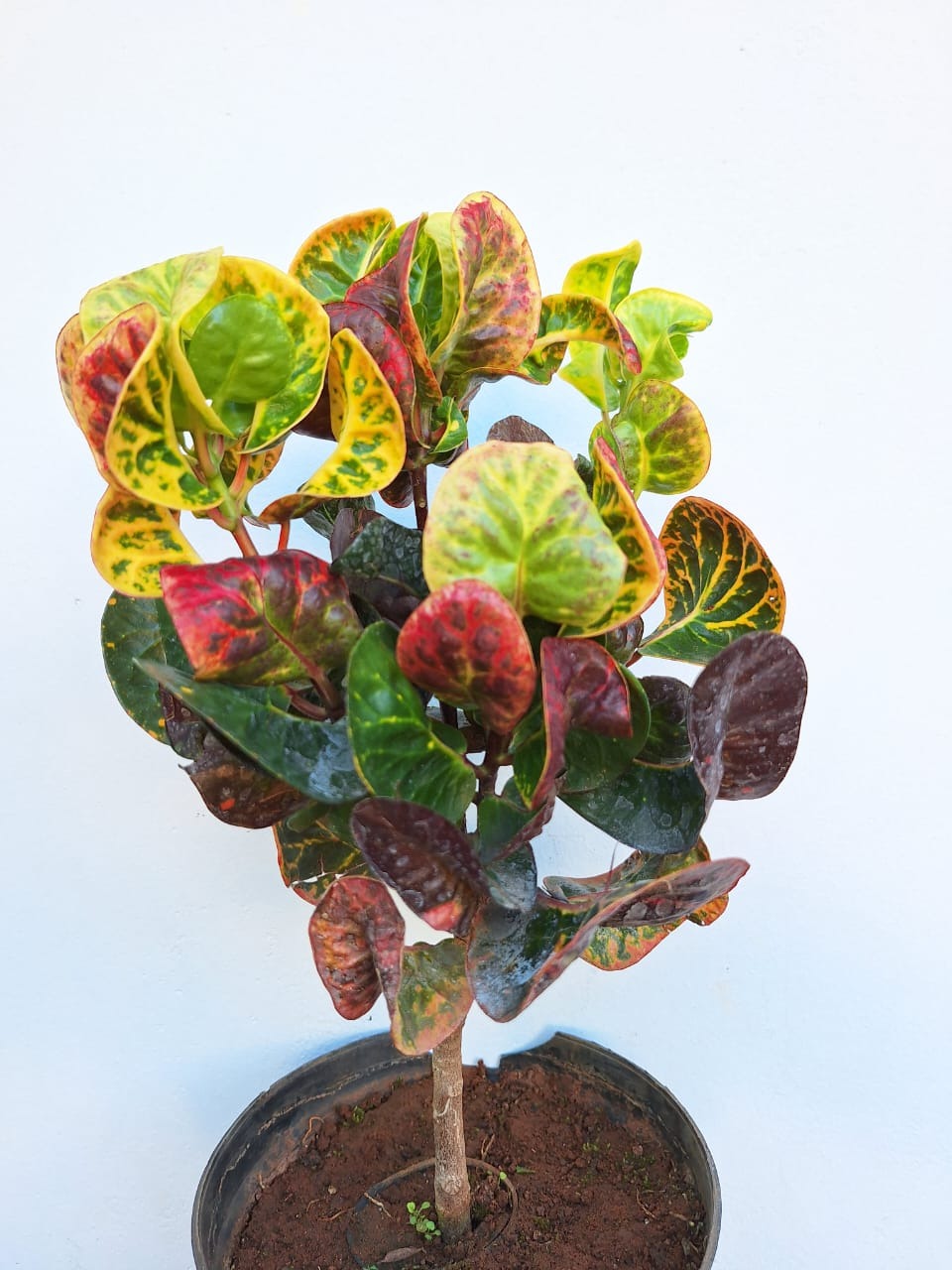 Apple Croton Plant  (Codiaeum variegatum)