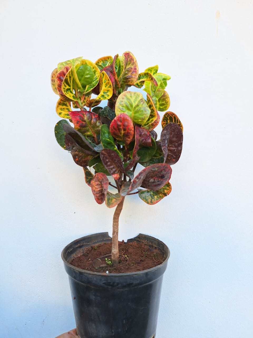 Apple Croton Plant  (Codiaeum variegatum)
