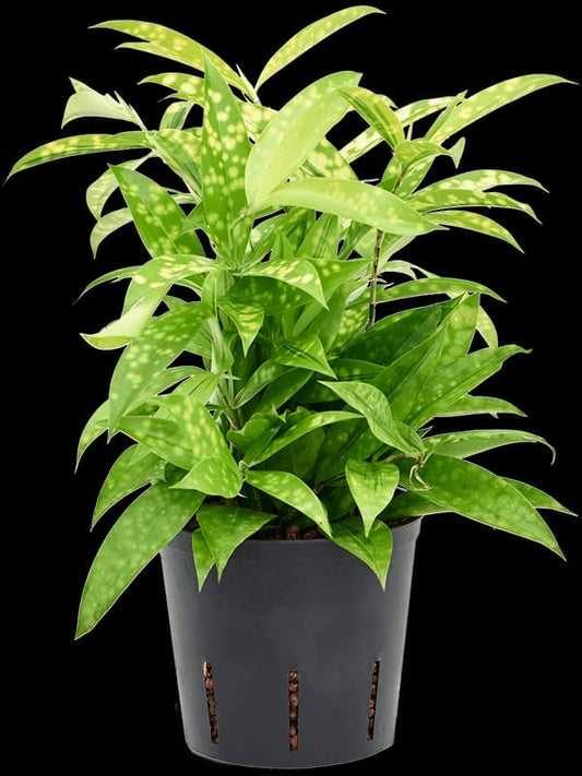 Golden Milky Dracaena
