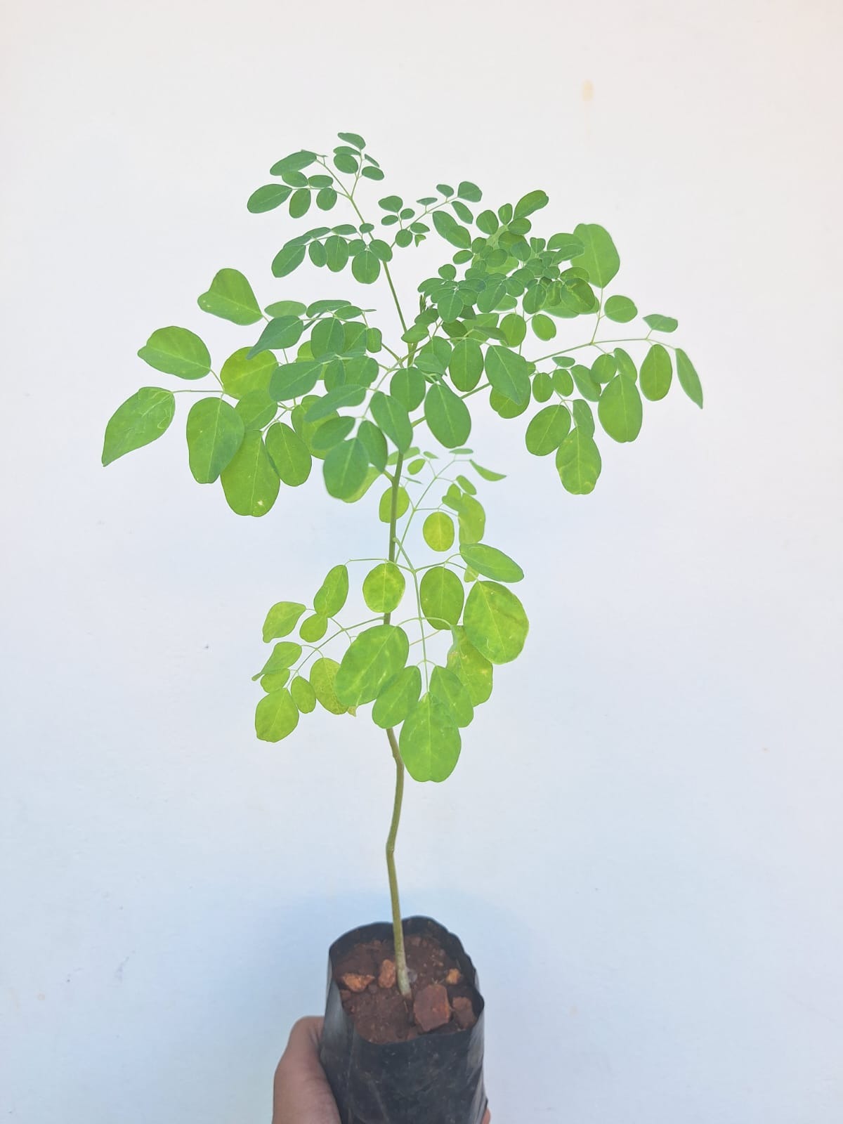 Moringa Plants ( Chedi Moringa )