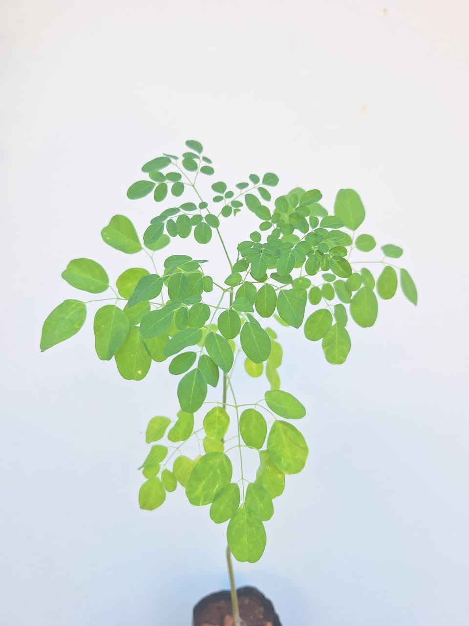 Moringa Plants ( Chedi Moringa )