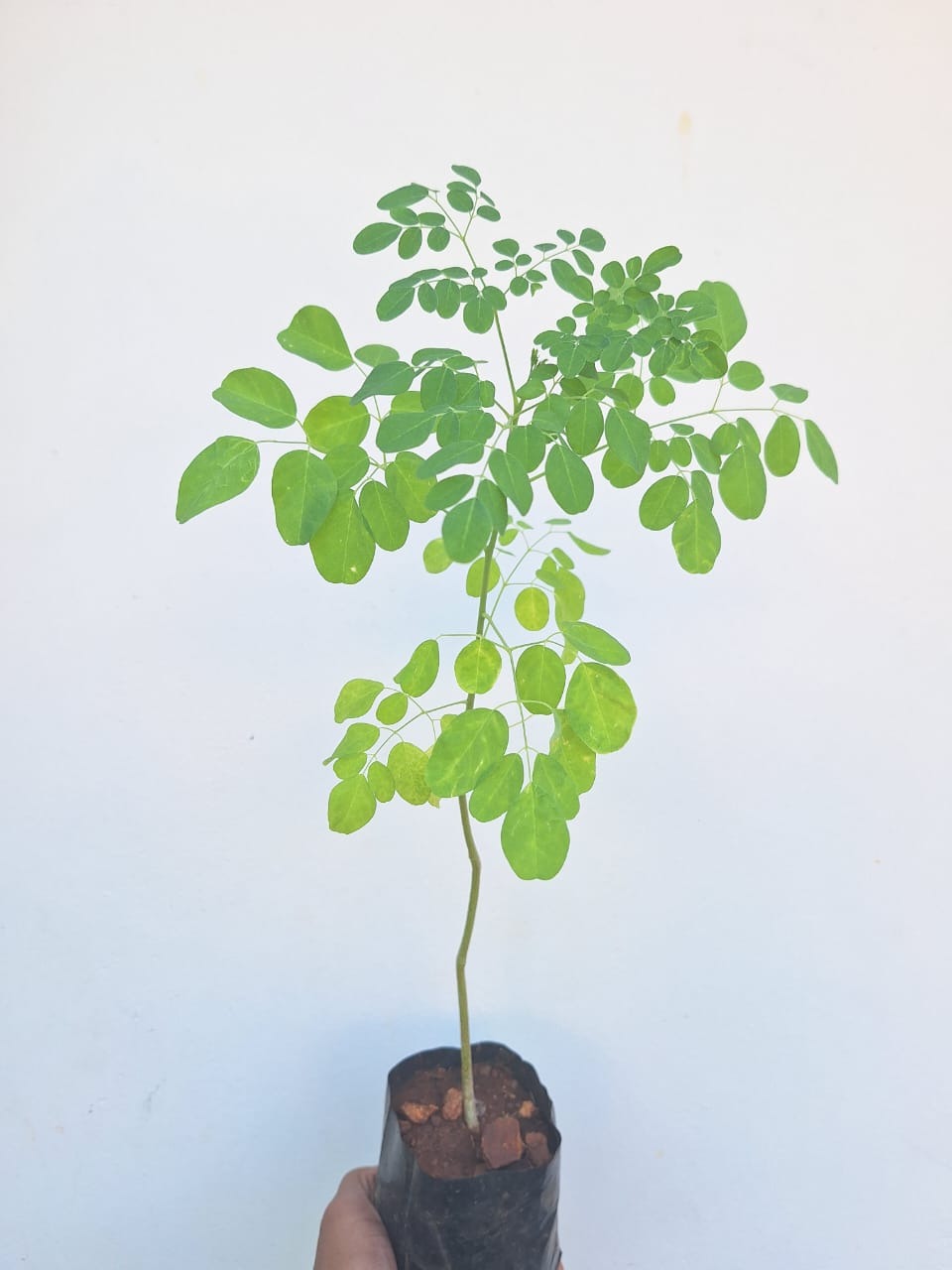 Moringa Plants ( Chedi Moringa )