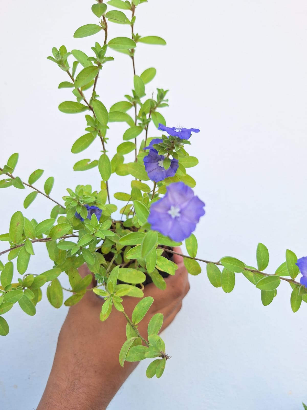 Morning Glory 2 Plant Combo