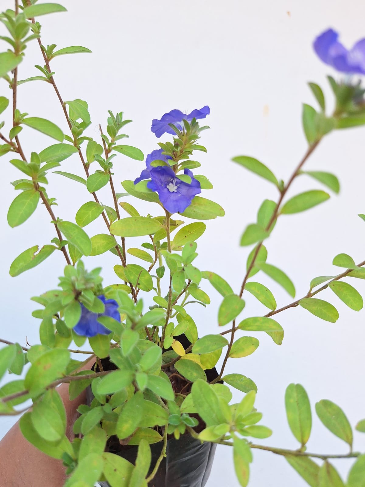 Morning Glory 2 Plant Combo