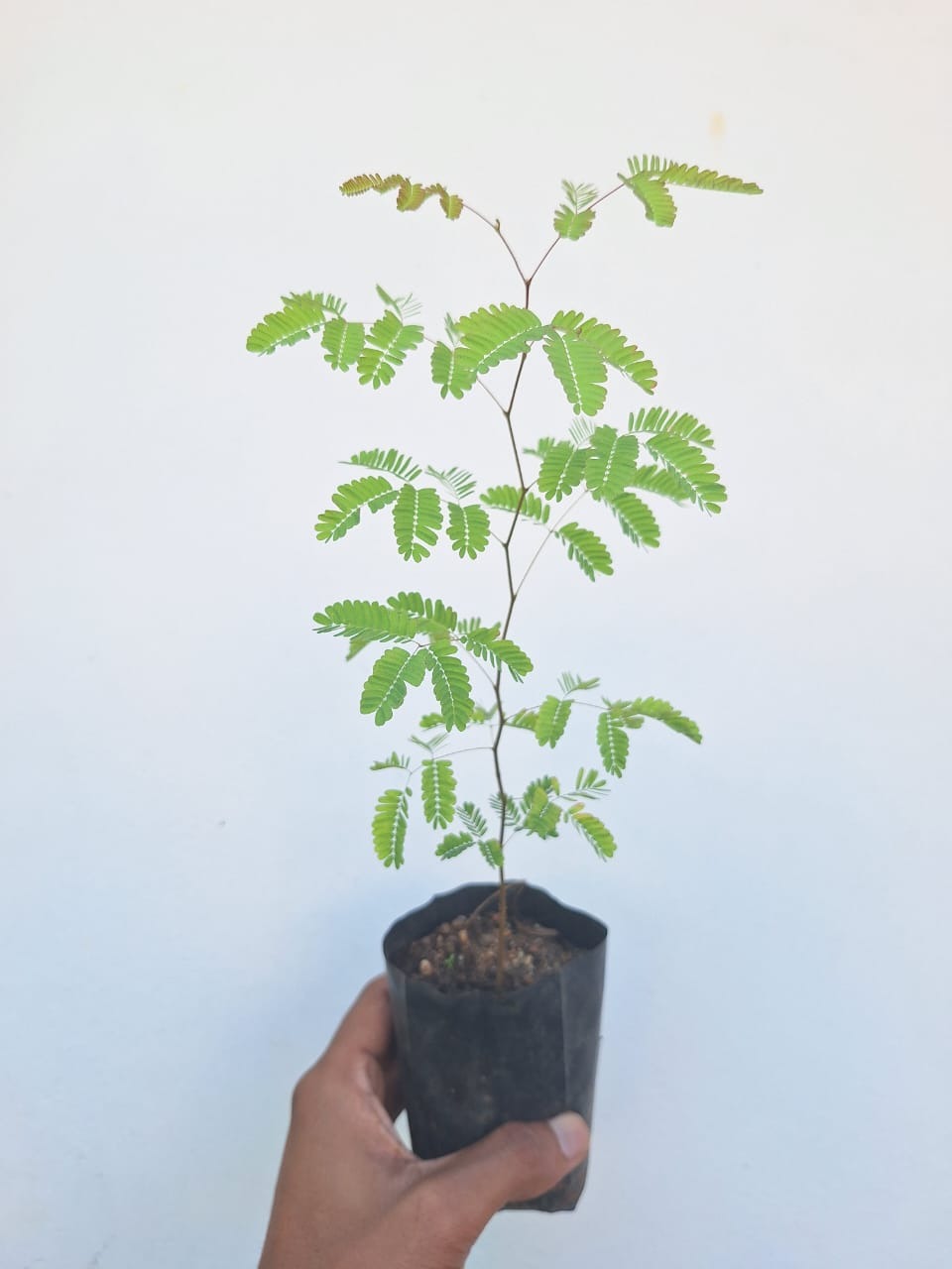 Divi-Divi Plant (Libidibia Coriaria or Caesalpinia Coriaria)