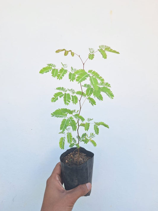 Divi-Divi Plant (Libidibia Coriaria or Caesalpinia Coriaria)