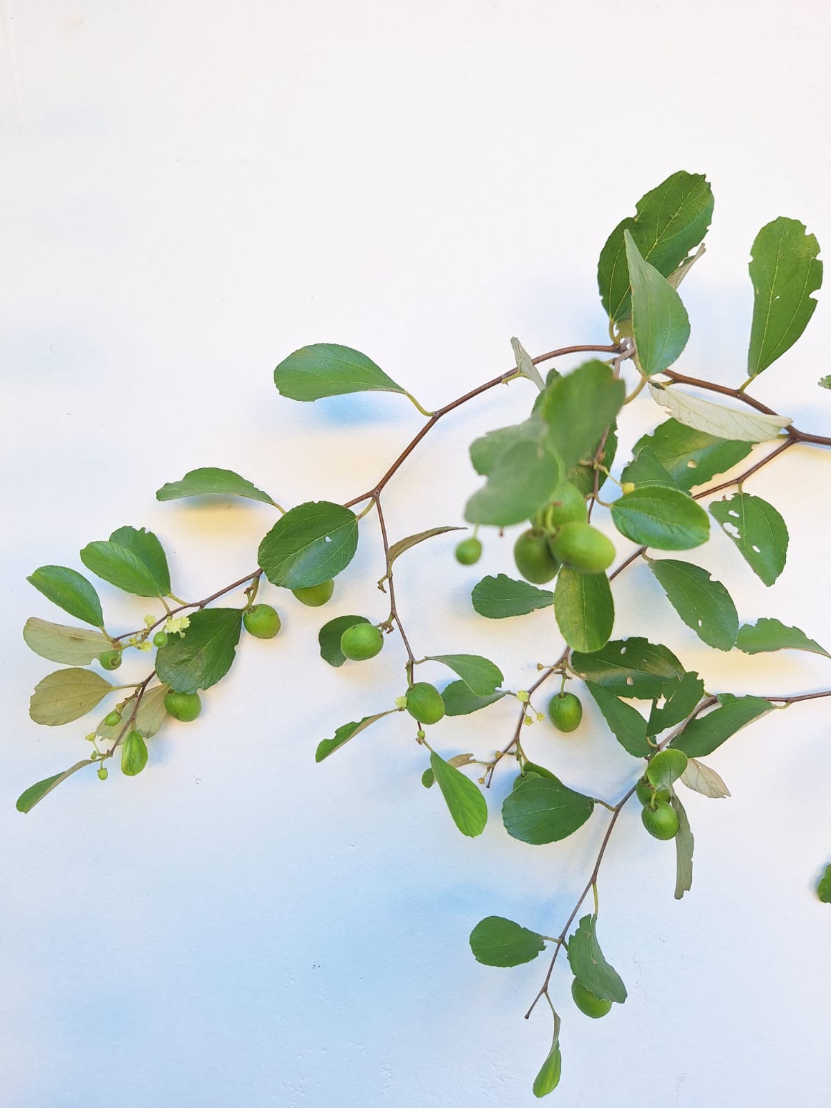 Ber Apple (Ziziphus Mauritiana)