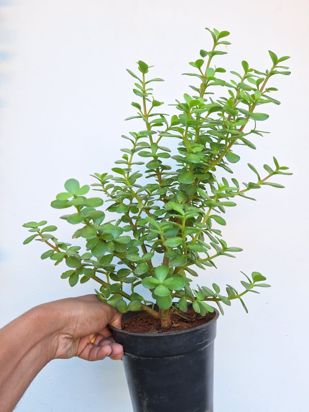 Jade Plant (Crassula Ovata)
