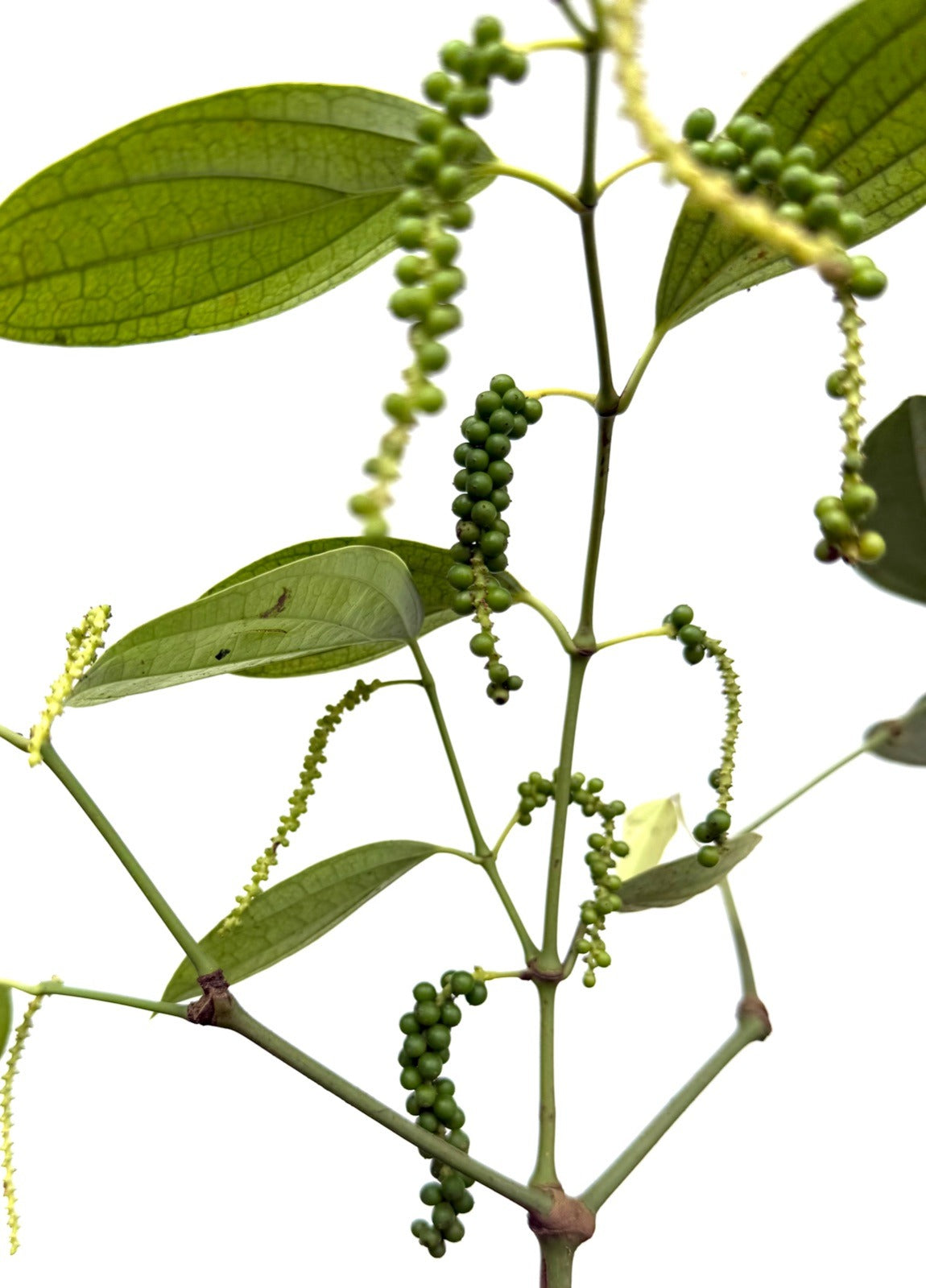 Kuttikurumulaku (Bush Pepper)
