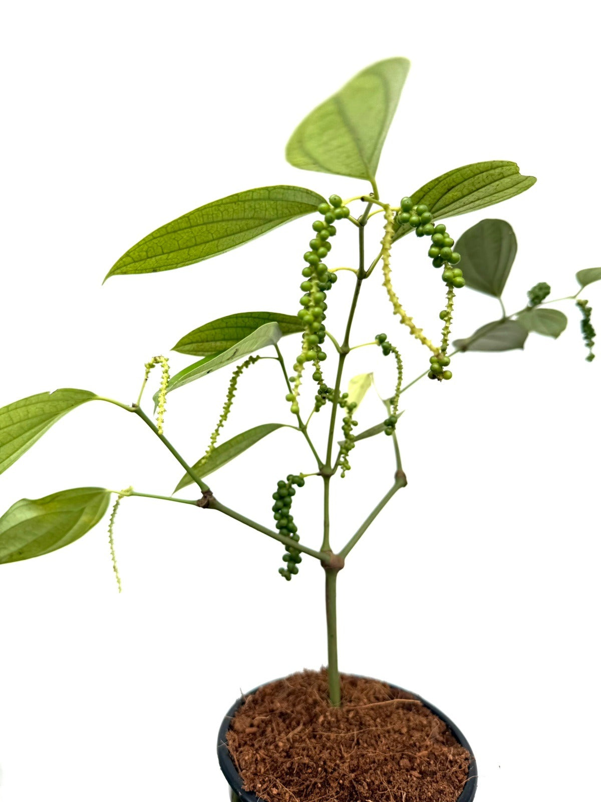 Kuttikurumulaku (Bush Pepper)