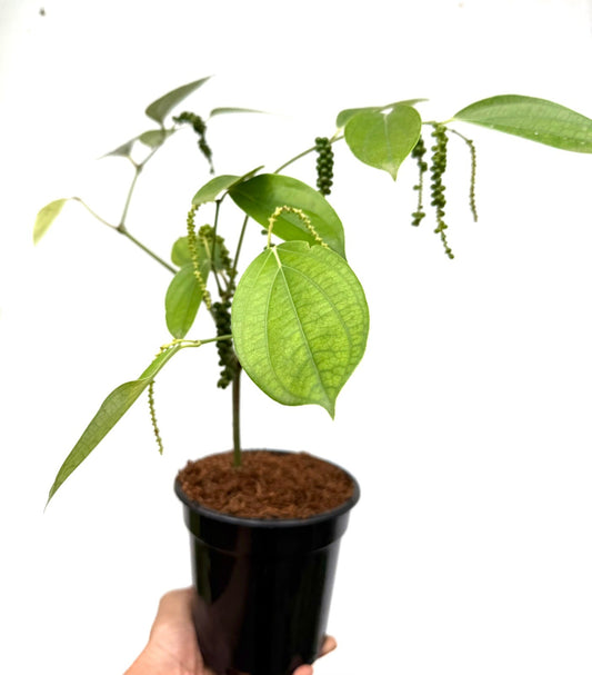 Kuttikurumulaku (Bush Pepper)
