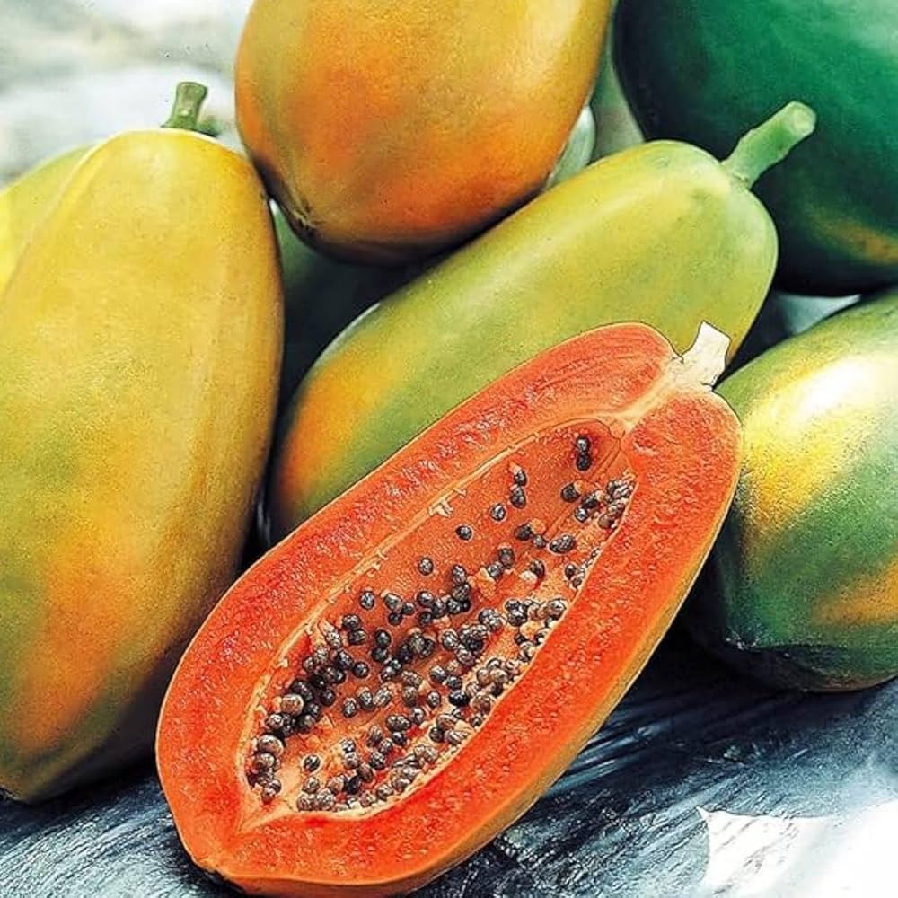 Red Lady Papaya Plant