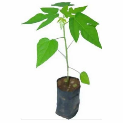 Red Lady Papaya Plant