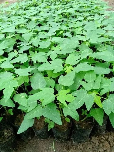 Red Lady Papaya Plant