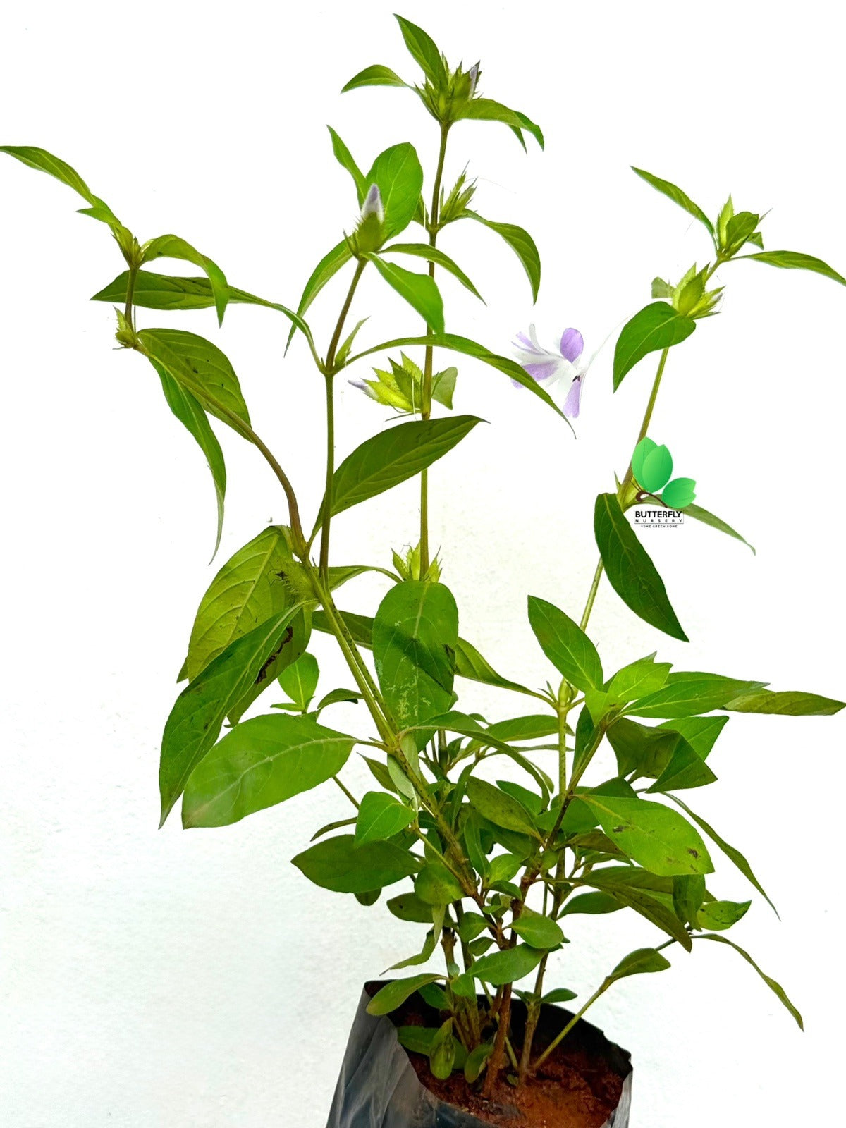 Variegated Kanakkambaram Plant