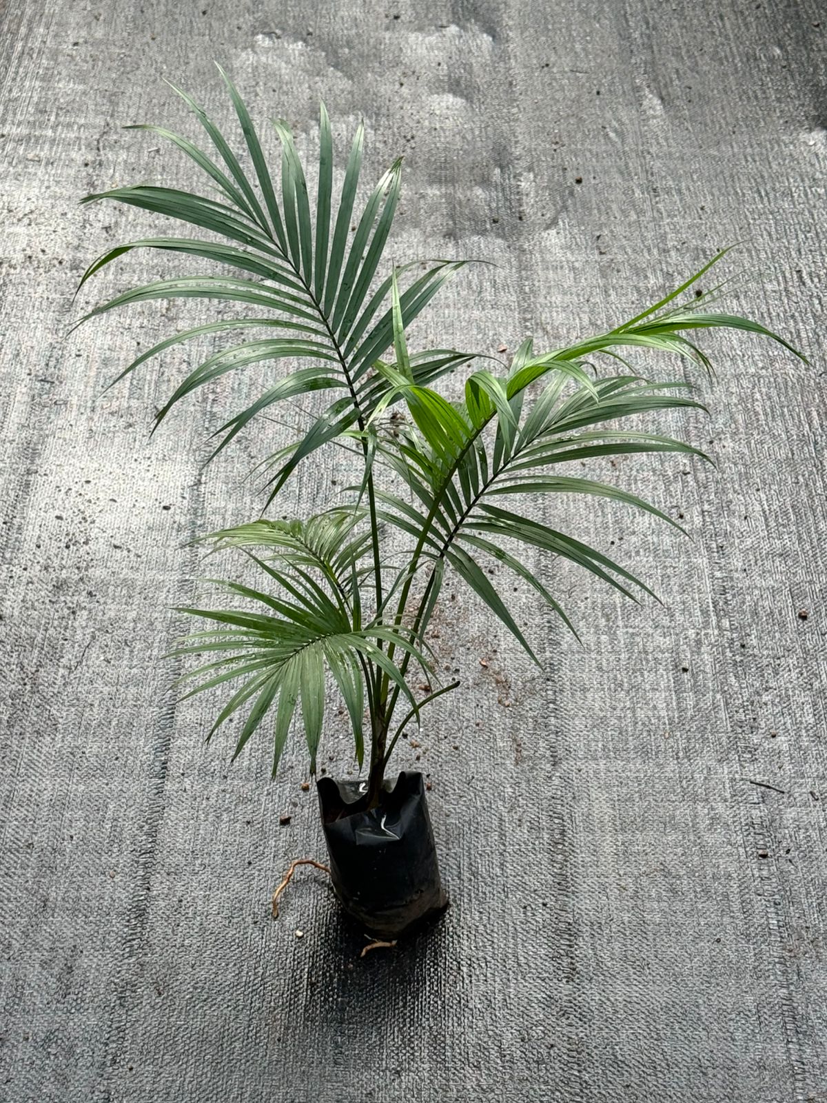 Sayagra Palm Combo of 2