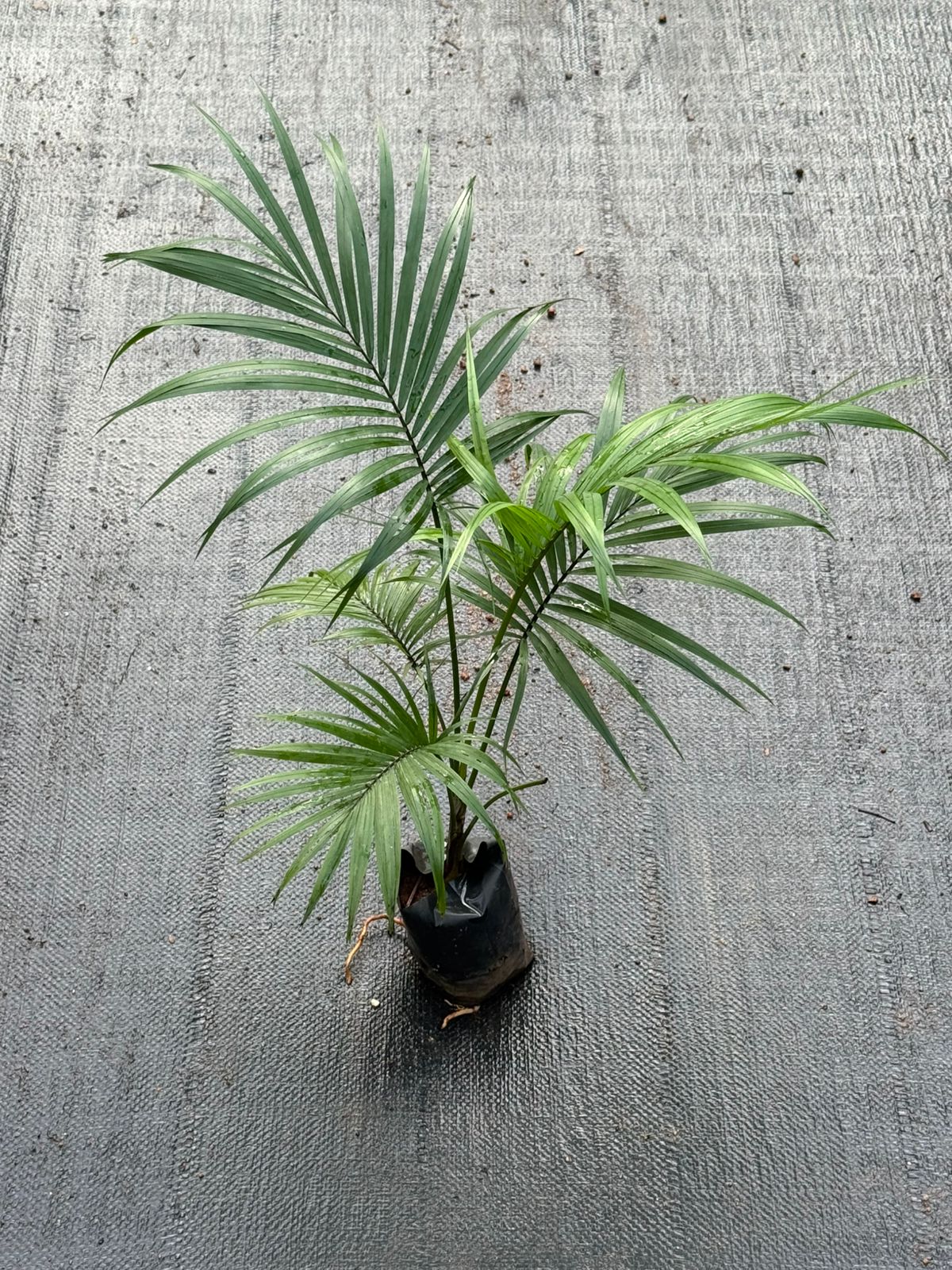 Sayagra Palm Combo of 2