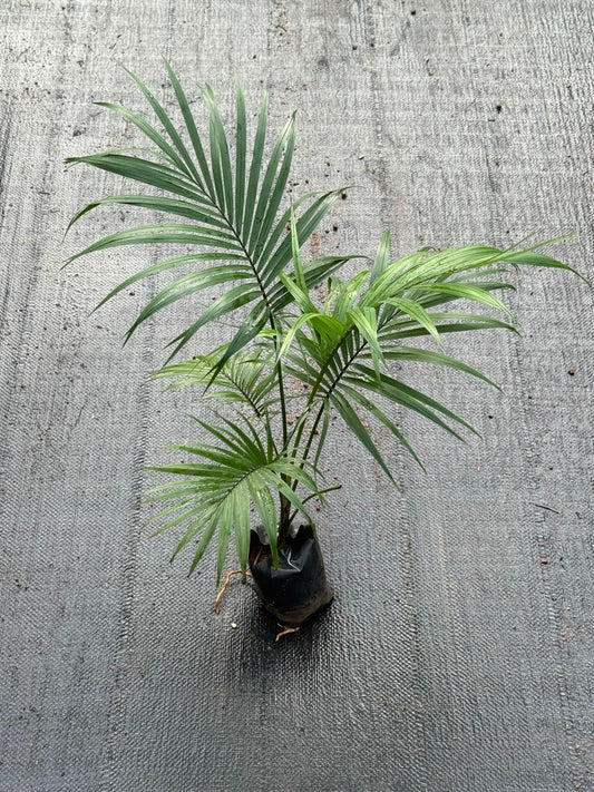 Sayagra Palm Combo of 2