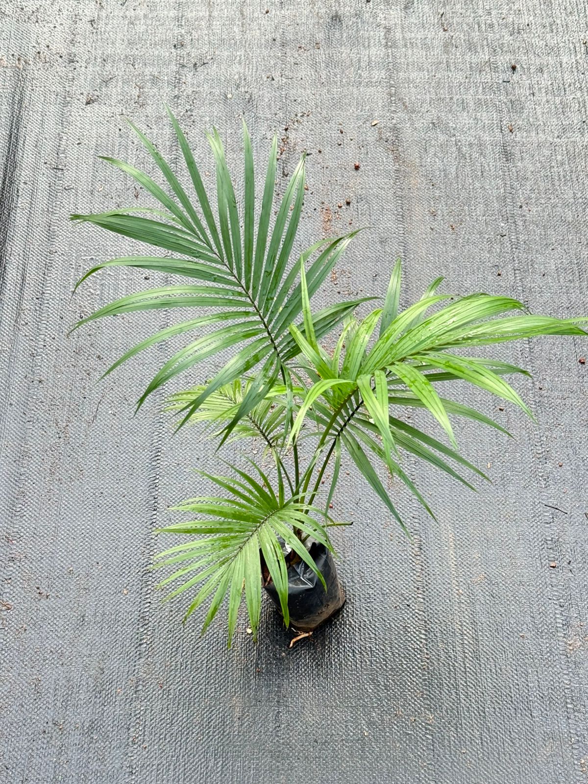 Sayagra Palm Combo of 2