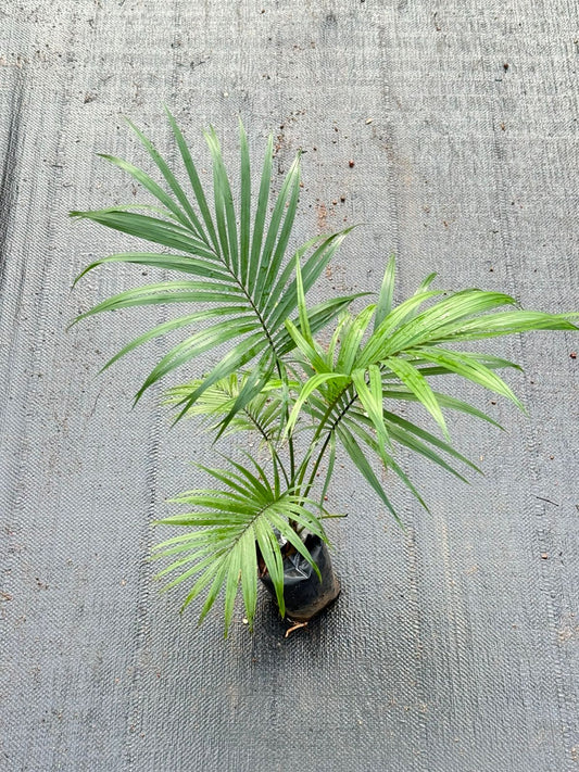 Sayagra Palm Combo of 2