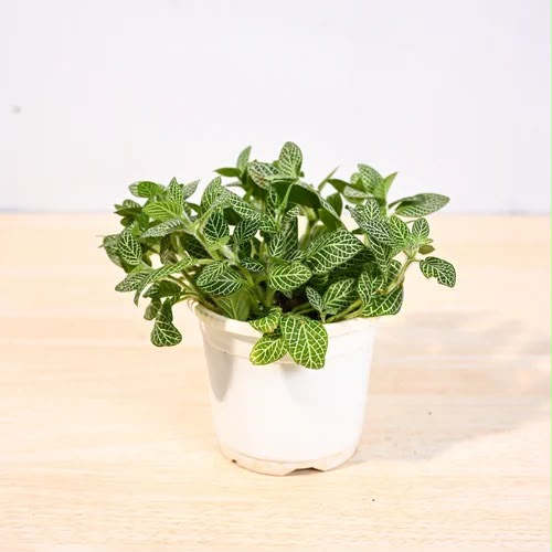Fittonia Green (Nerve Plant)