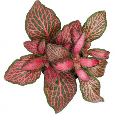 Fittonia Red (Nerve Plant)