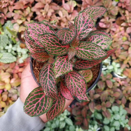 Fittonia Red (Nerve Plant)