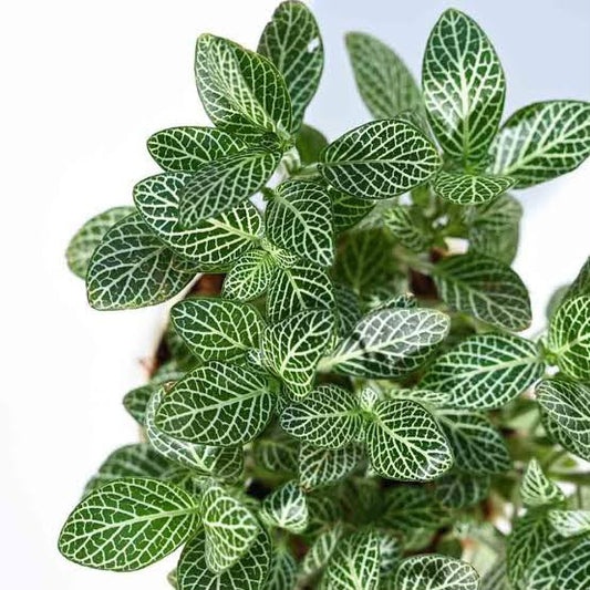 Fittonia Plant Combo of 2 (1 Red+1 Green)
