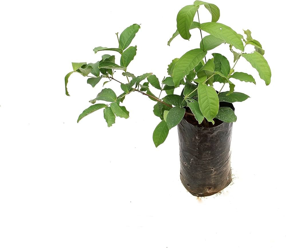 Apple Jamba Plant