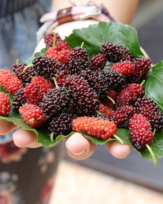 Mulberry Plant