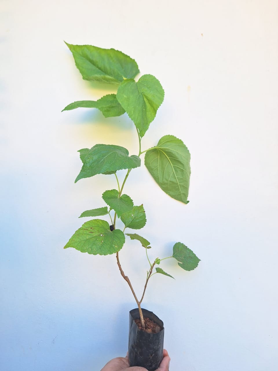 Mulberry Plant