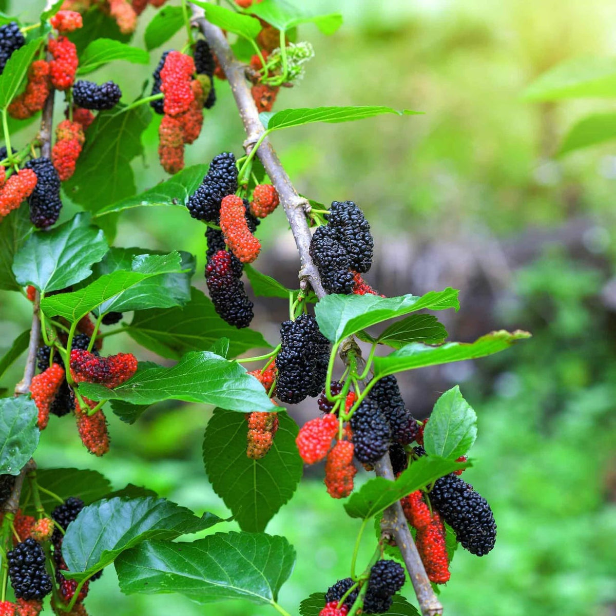 Mulberry Plant