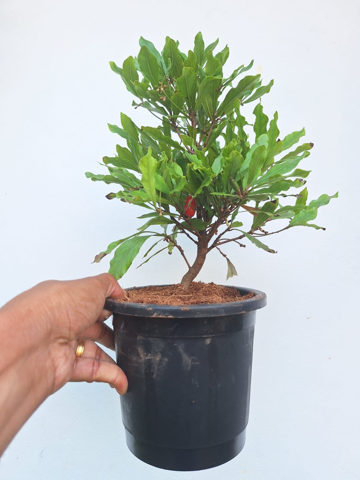 Miracle Fruit (Synsepalum Dulcificum)
