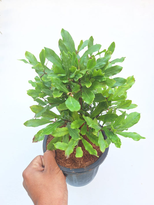 Miracle Fruit (Synsepalum Dulcificum)