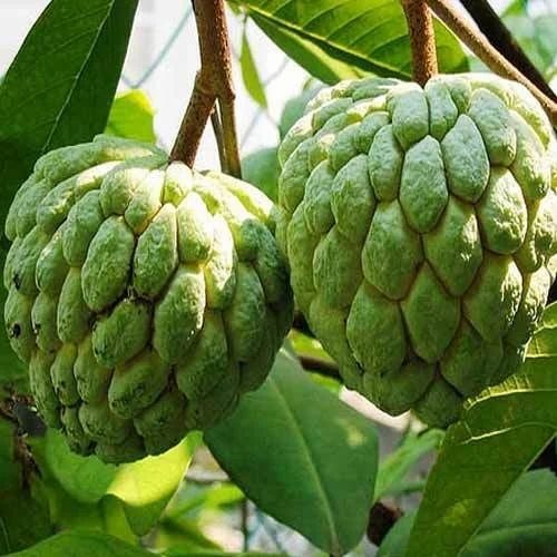 Custard Apple (Seetha Fruit) Plant