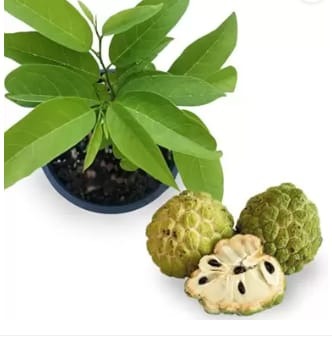 Custard Apple (Seetha Fruit) Plant