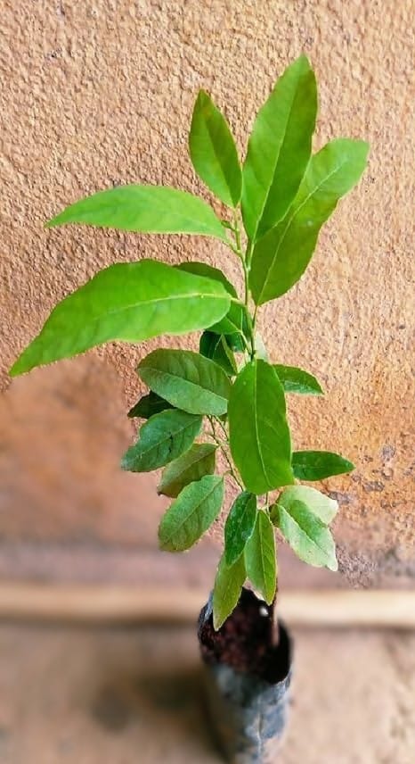 Custard Apple (Seetha Fruit) Plant