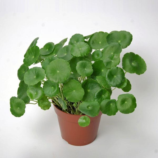 Pennywort Plant with pot