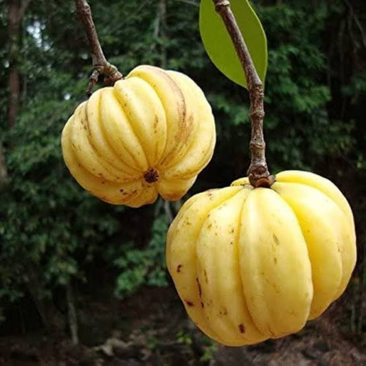 Kudampuli (Malabar Tamarind)