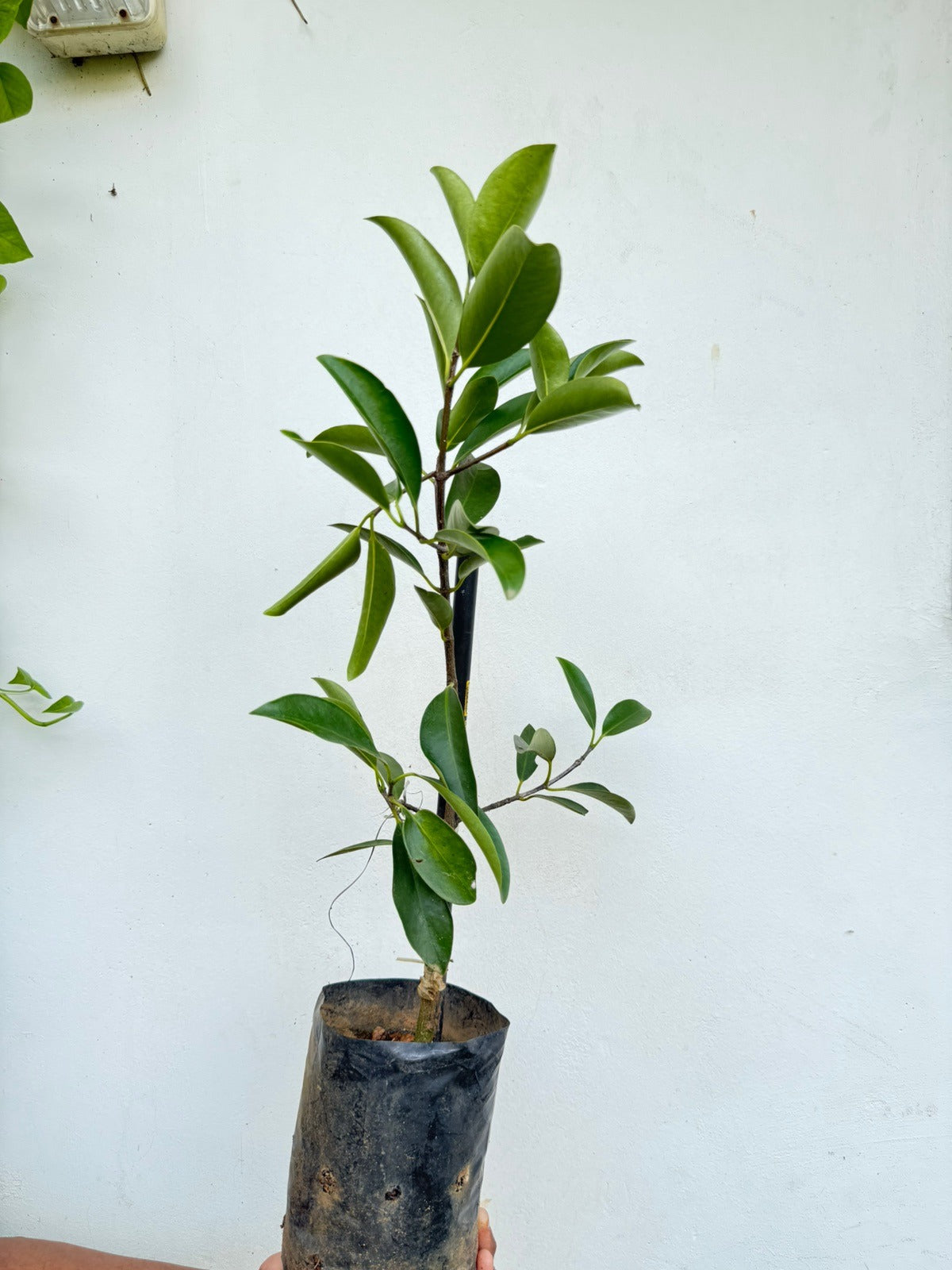 Kudampuli (Malabar Tamarind)