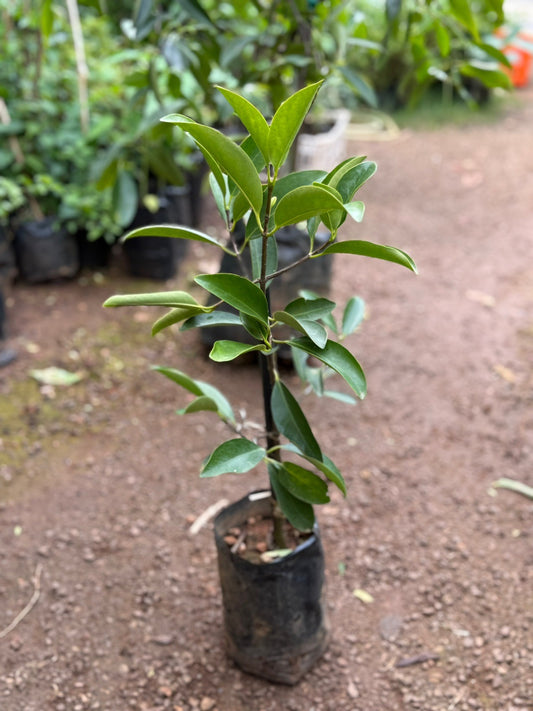 Kudampuli (Malabar Tamarind)