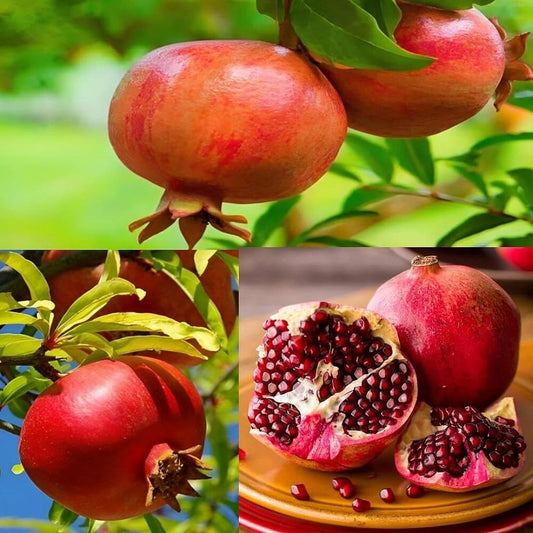 Pomegranate Plant