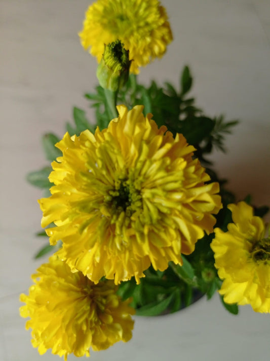 Marigold Yellow