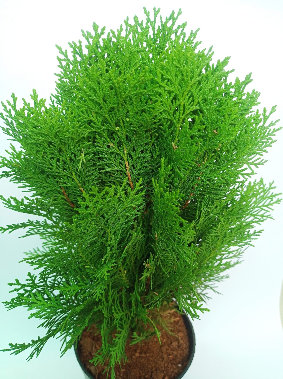 Thuja Plant