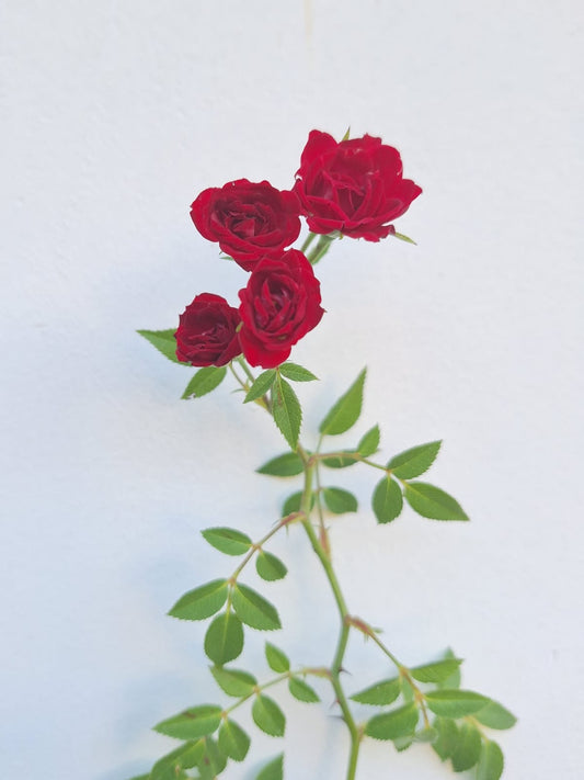 Creeper Rose / Climbing Rose
