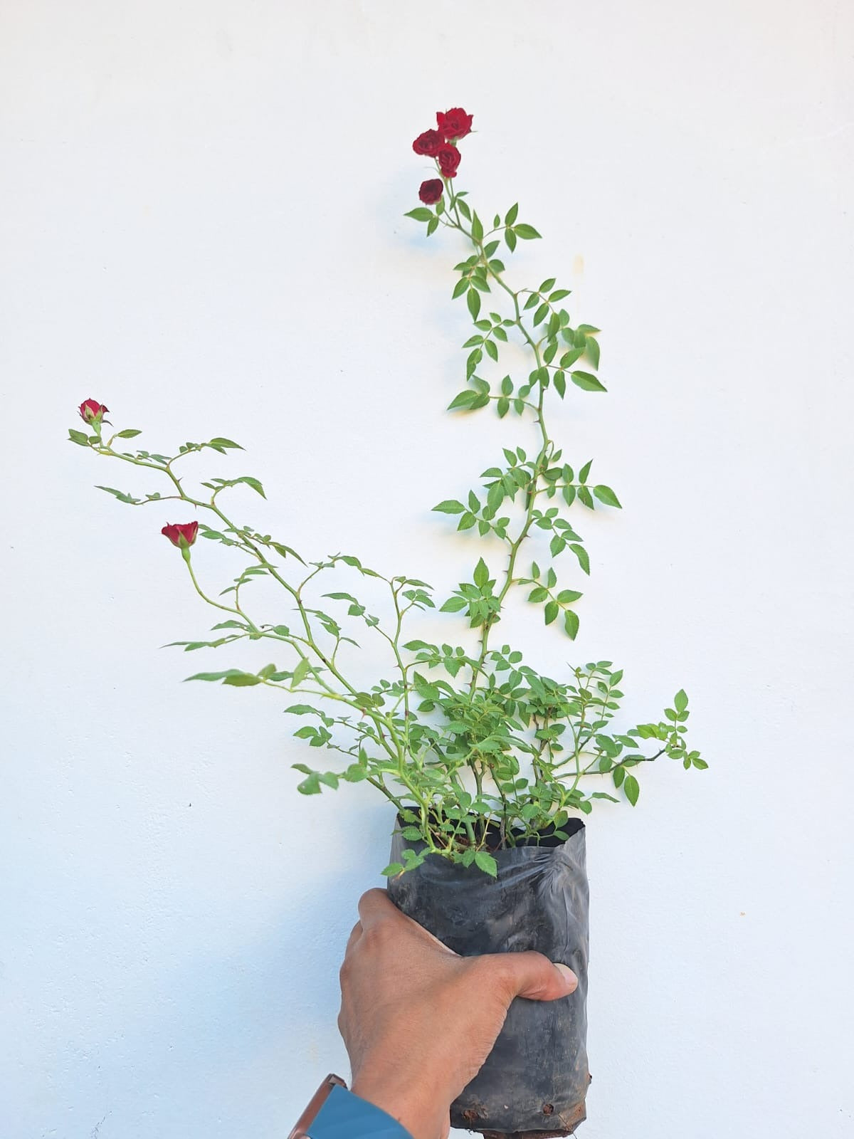 Creeper Rose / Climbing Rose