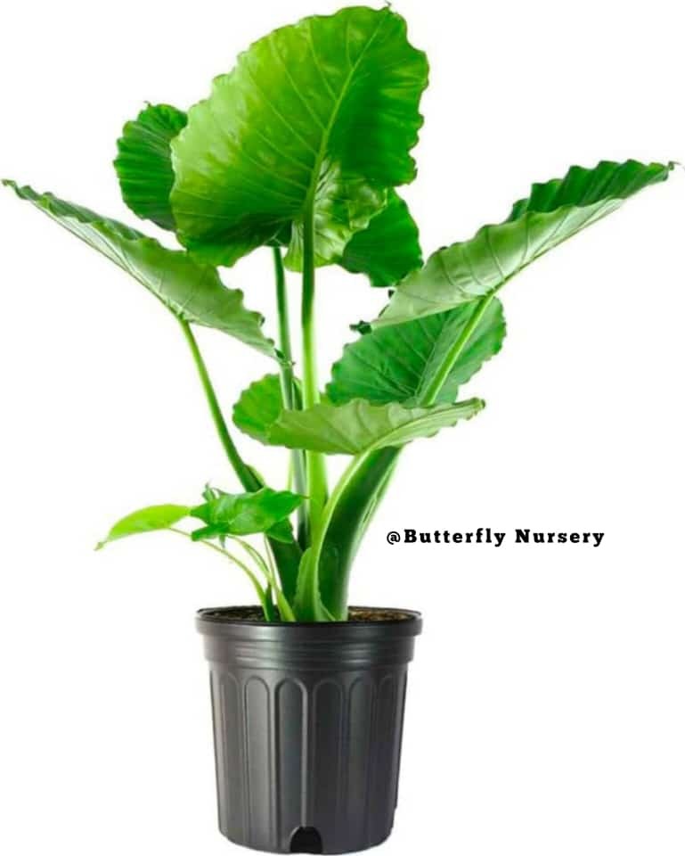 Alocasia