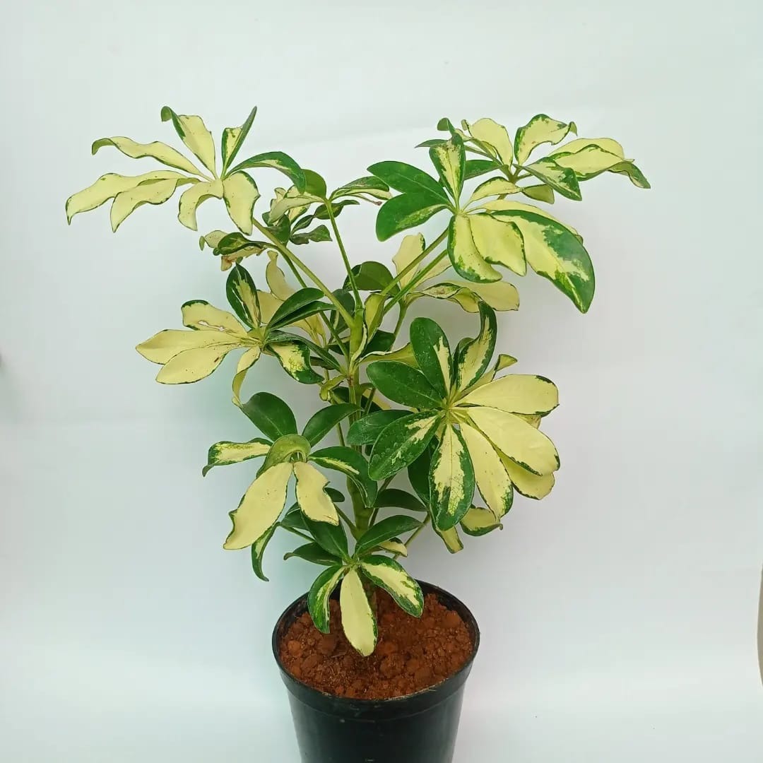 Saflora (Ornamental/Flowering Plant)