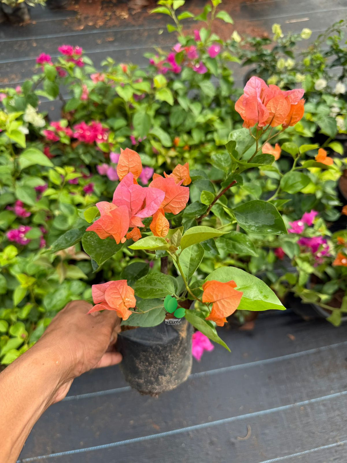 Bougainvillea Combo of 3 Plants (3 Different Color no Selection)